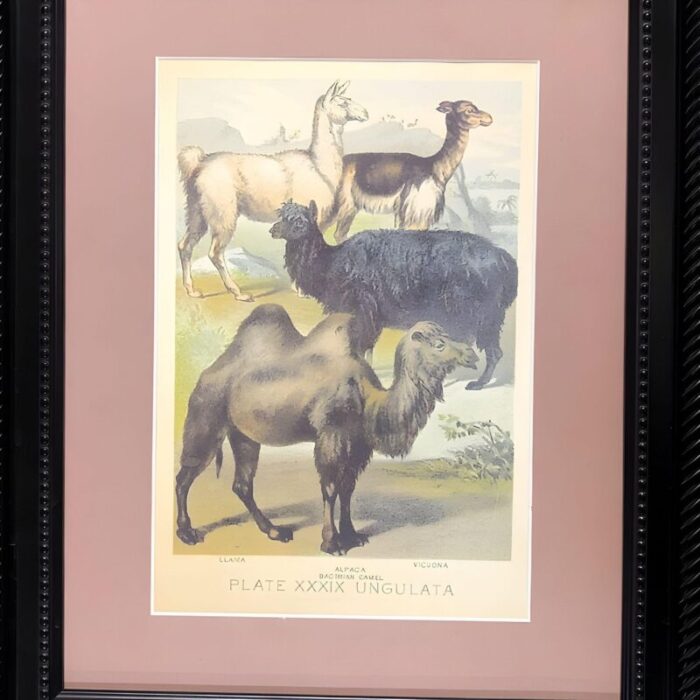 1950s ungulates 39 natural sciences lithograph by georges cuvier framed 1210