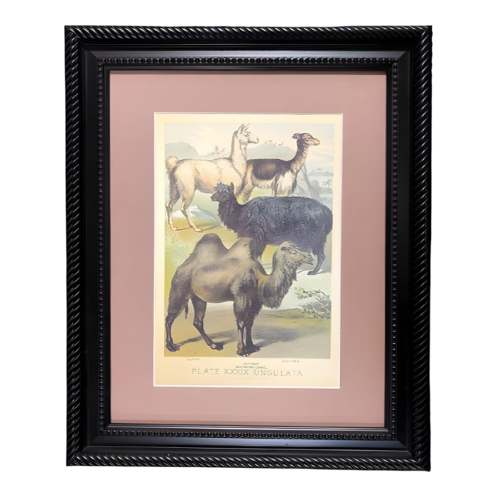 1950s ungulates 39 natural sciences lithograph by georges cuvier framed 4101