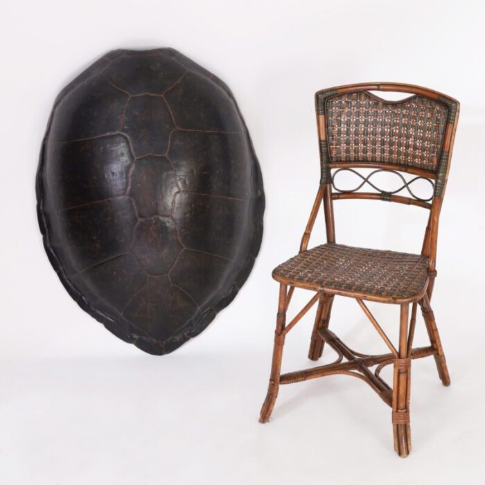 large sea turtle shell 6733 10 master