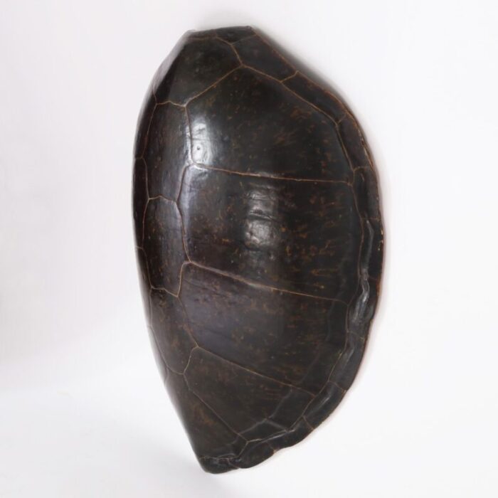 large sea turtle shell 6733 2 master