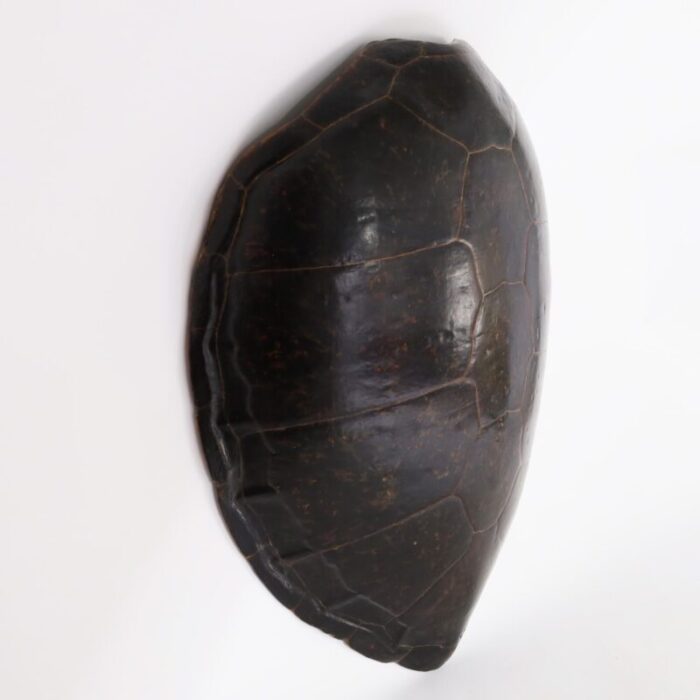 large sea turtle shell 6733 3 master