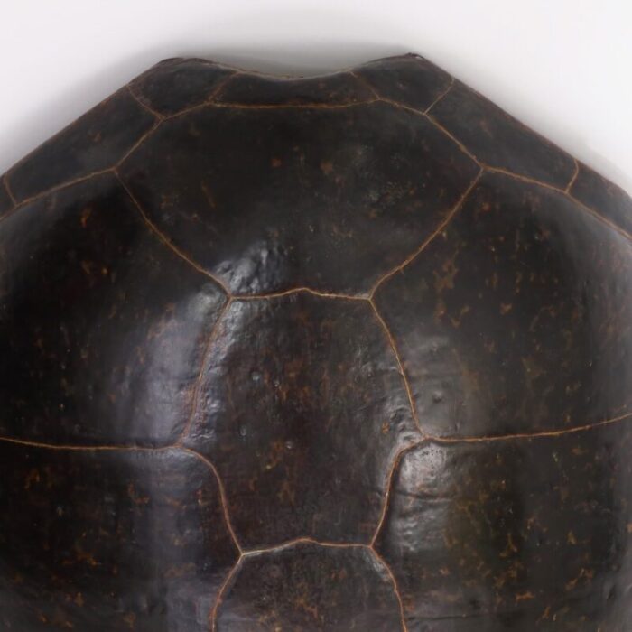 large sea turtle shell 6733 4 master