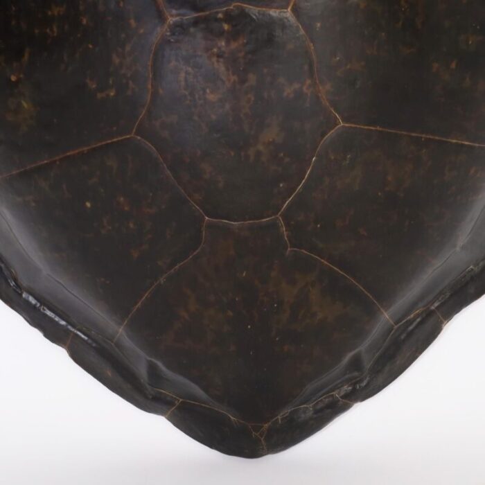 large sea turtle shell 6733 6 master