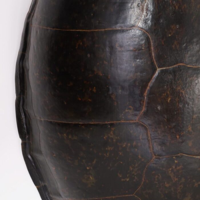 large sea turtle shell 6733 7 master