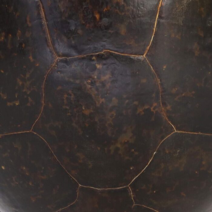 large sea turtle shell 6733 8 master