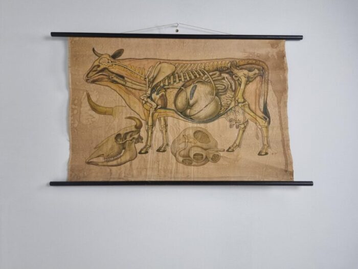 linen anatomical school cow poster 1950s 3