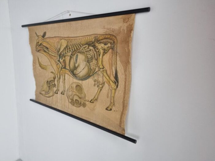 linen anatomical school cow poster 1950s 4