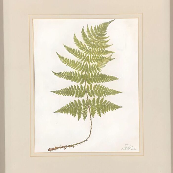 victorian 1885 english chromolithograph fern pair framed 2543