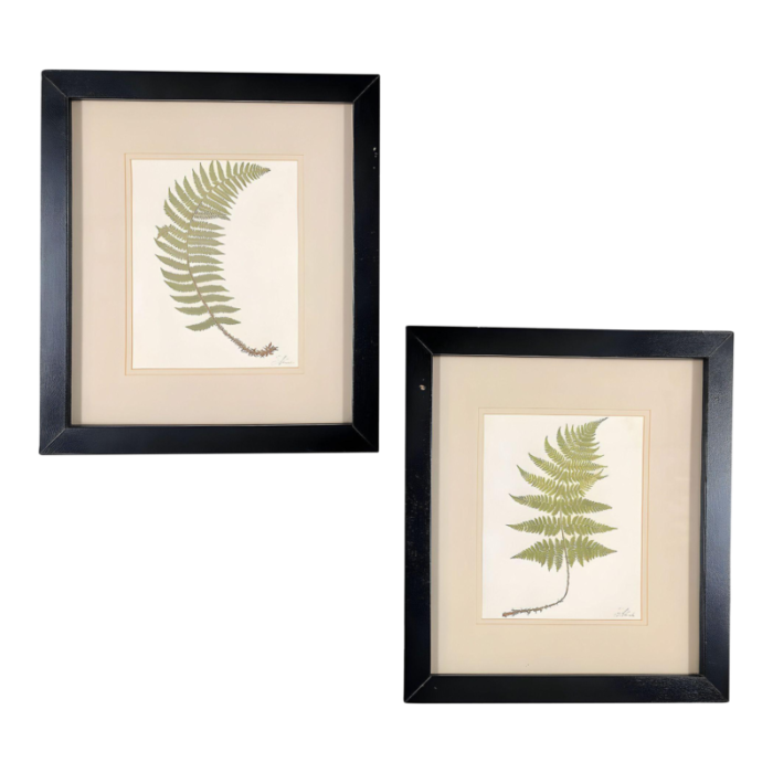 victorian 1885 english chromolithograph fern pair framed 4600