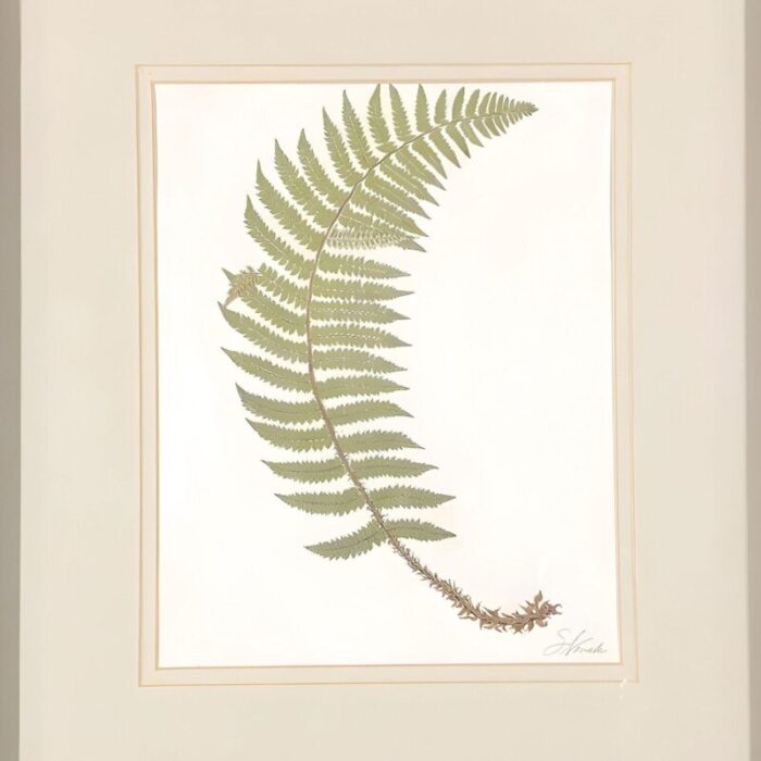 victorian 1885 english chromolithograph fern pair framed 8162